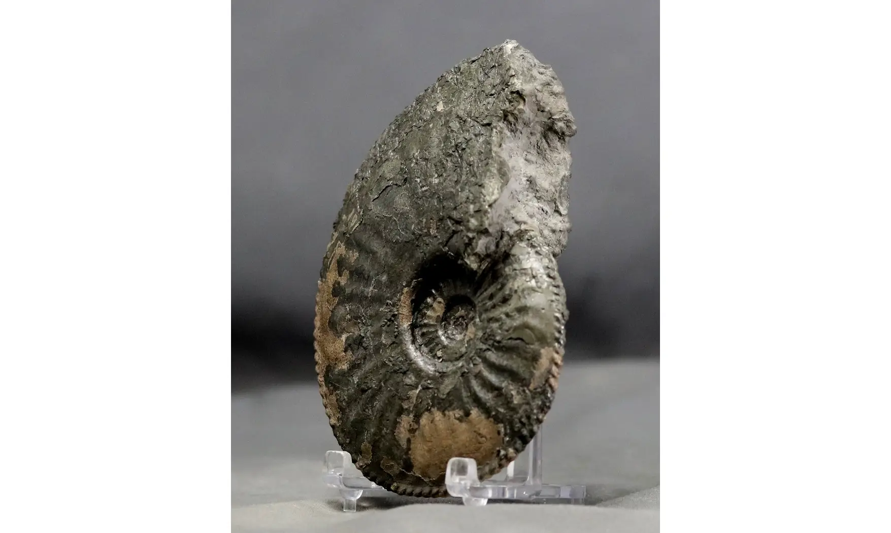 Amaltheus margaritatus