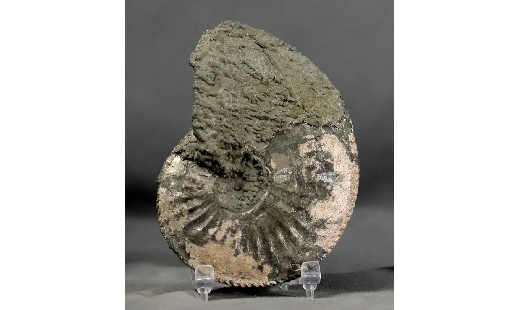 Amaltheus margaritatus