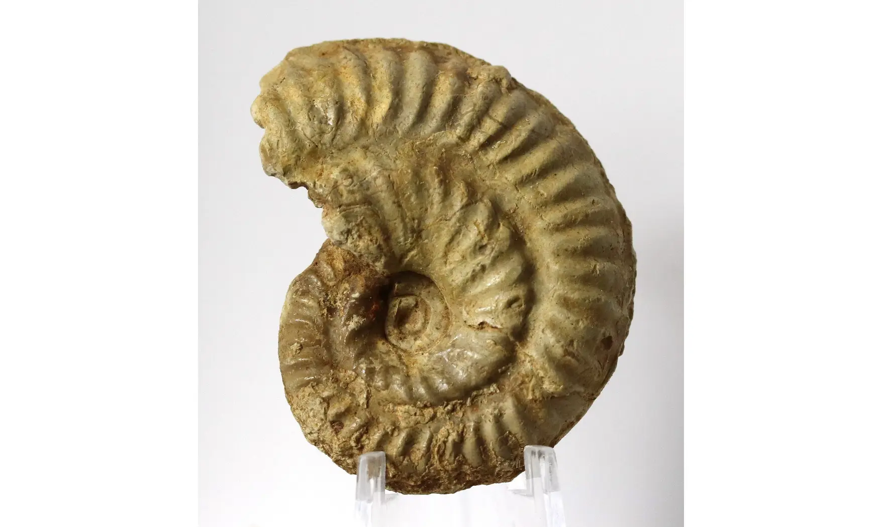Ochetoceras hispidum