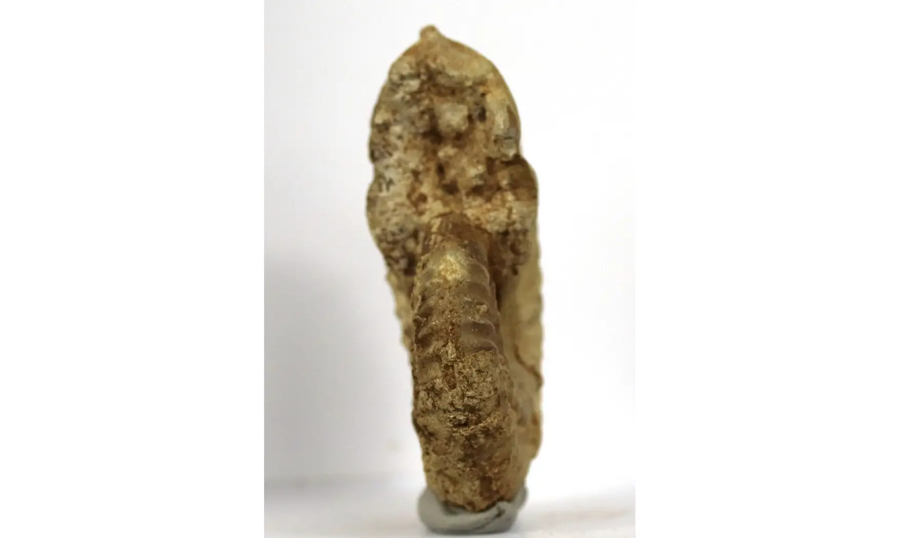 Ochetoceras hispidum
