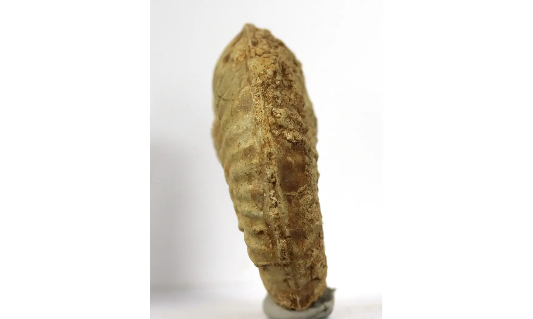 Ochetoceras hispidum