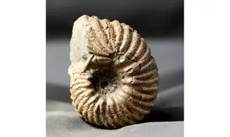 Hoplites rudis