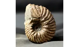 Hoplites rudis