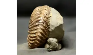 Hoplites rudis