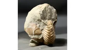 Hoplites rudis