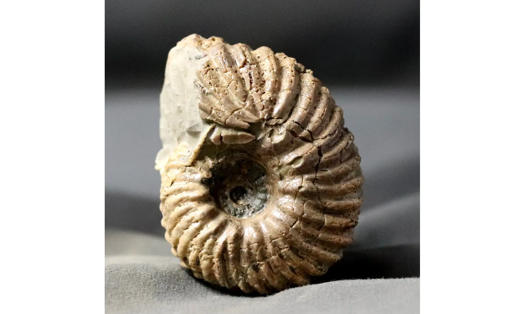Hoplites rudis