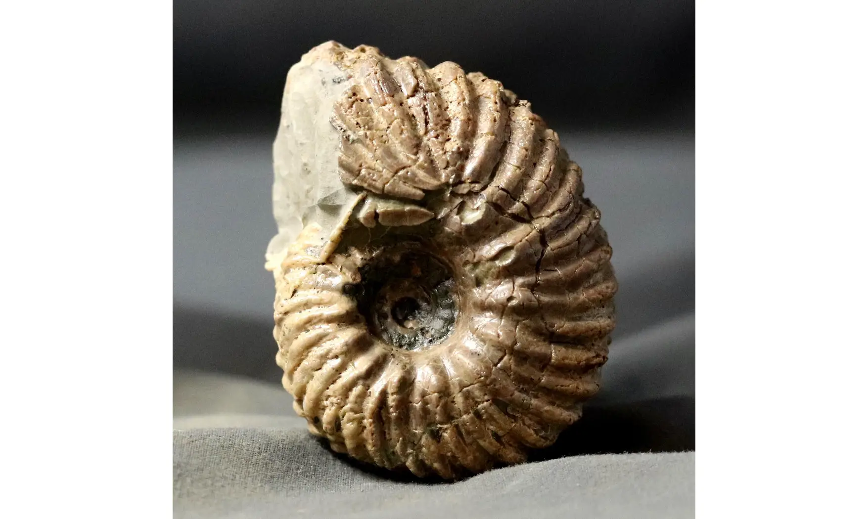 Hoplites rudis