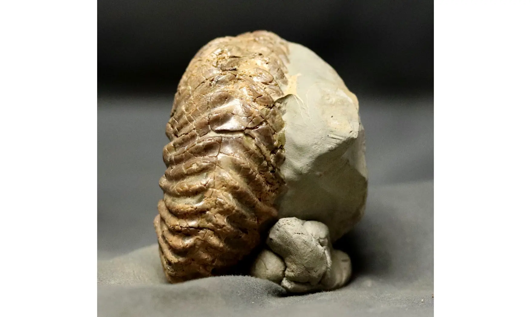 Hoplites rudis