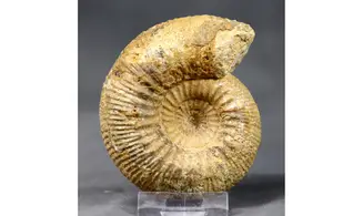 Stephanoceras umbilicum