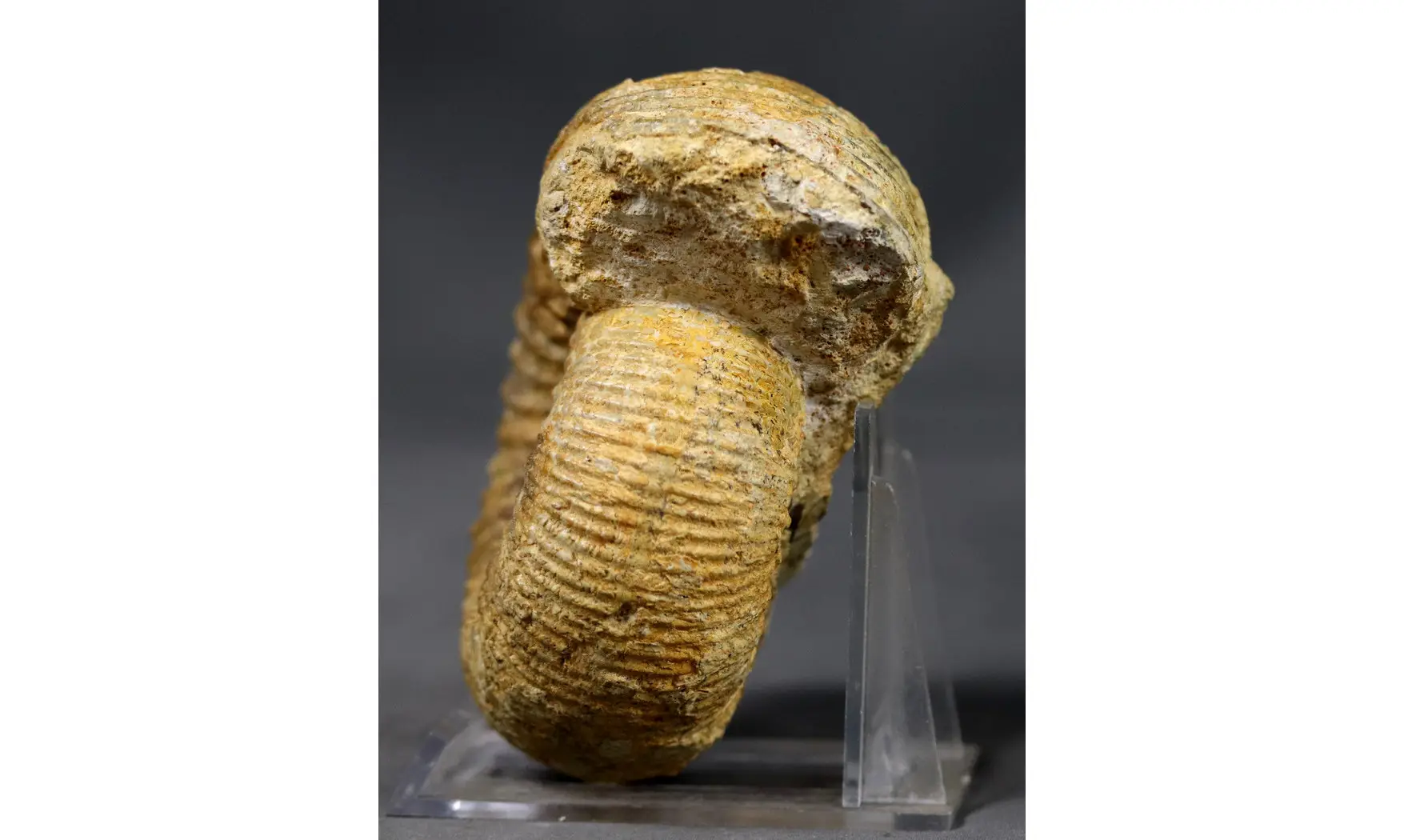 Stephanoceras umbilicum