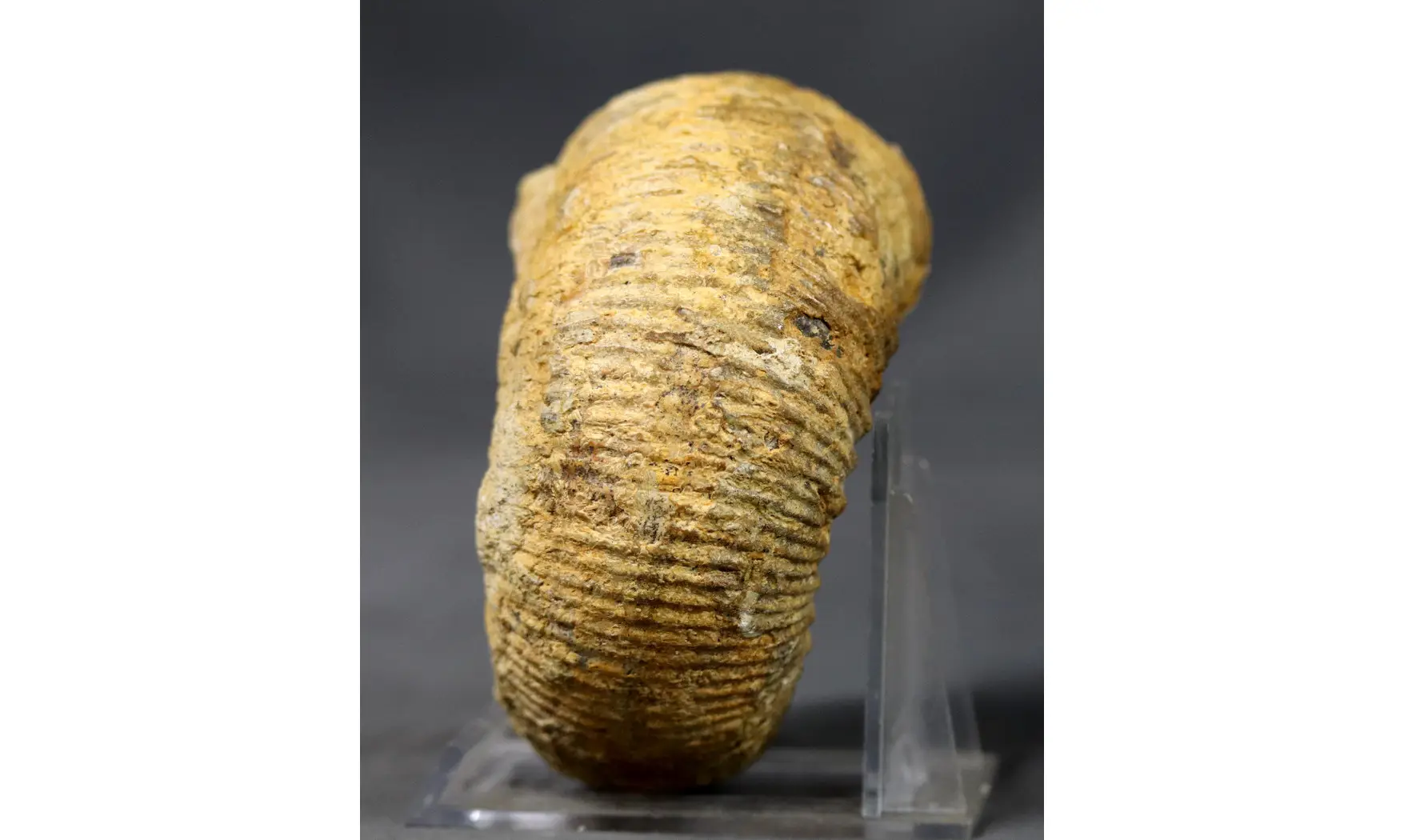 Stephanoceras umbilicum