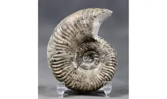 Pseudogrammoceras bingmanni
