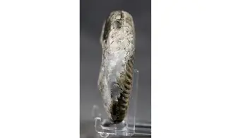 Pseudogrammoceras bingmanni