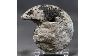 Pseudogrammoceras bingmanni