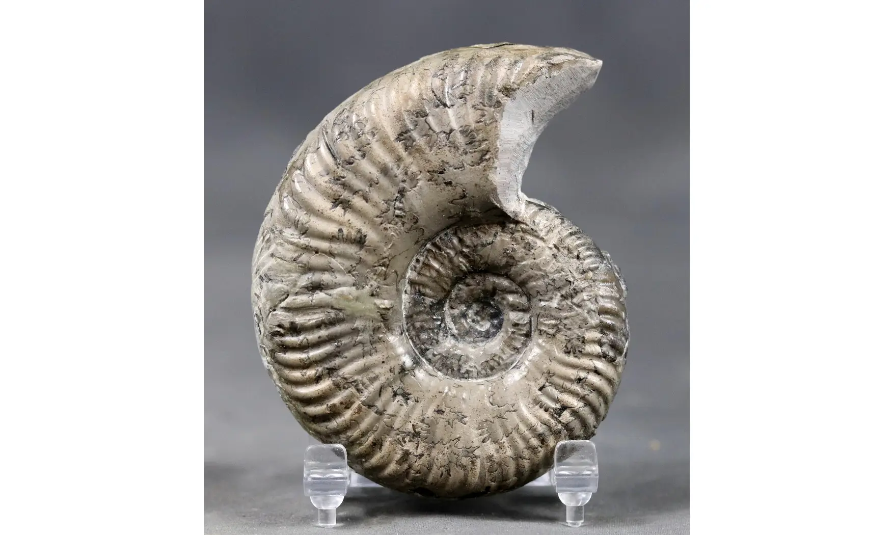 Pseudogrammoceras bingmanni