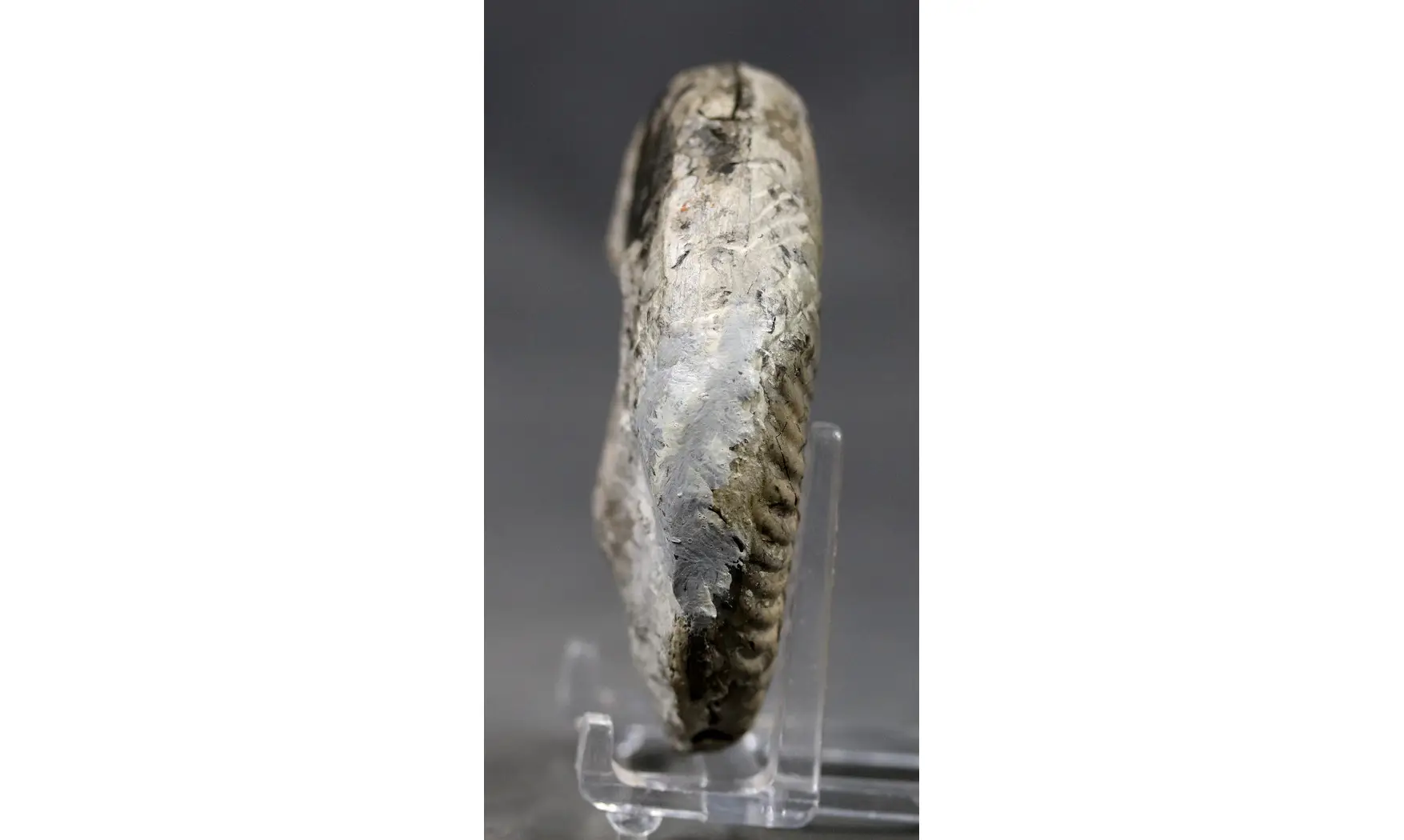 Pseudogrammoceras bingmanni