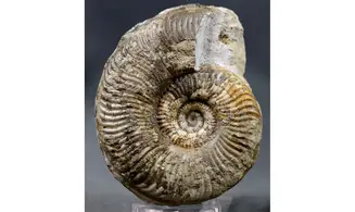 Pseudorammoceras fallaciosum