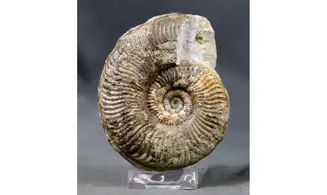 Pseudorammoceras fallaciosum