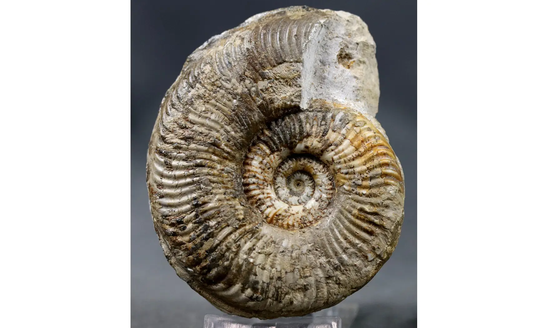 Pseudorammoceras fallaciosum