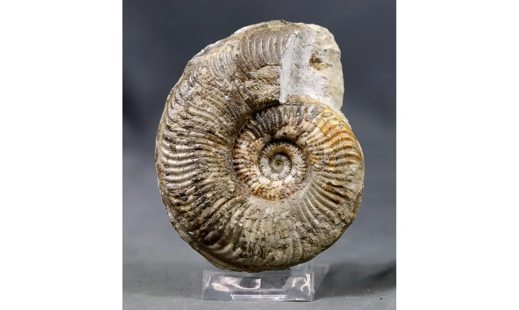 Pseudorammoceras fallaciosum