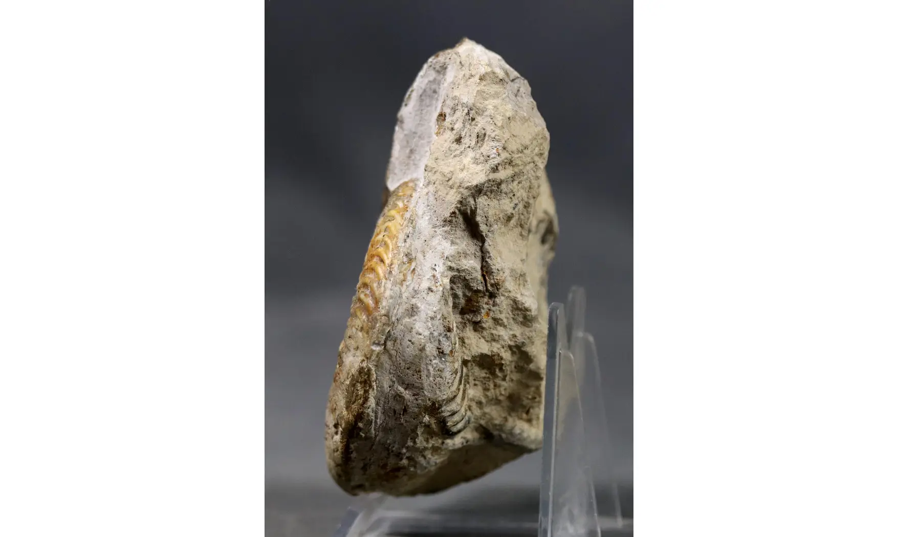 Pseudorammoceras fallaciosum