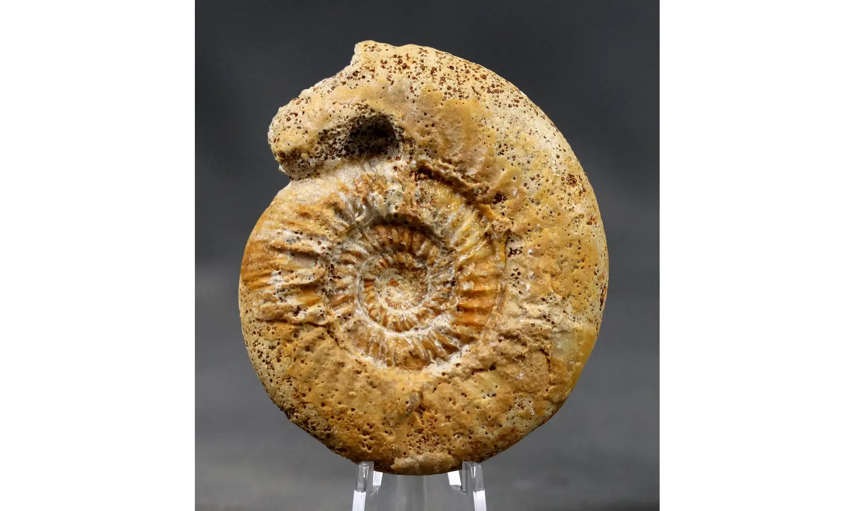 Microbajocisphinctes sp.
