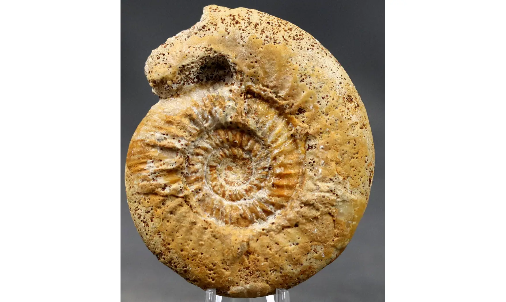 Microbajocisphinctes sp.
