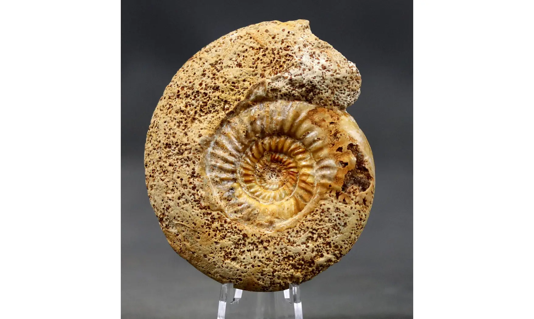 Microbajocisphinctes sp.