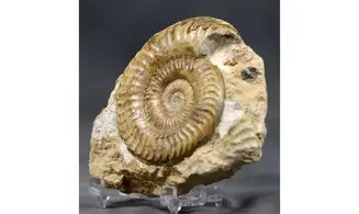 Grammoceras thouarsense