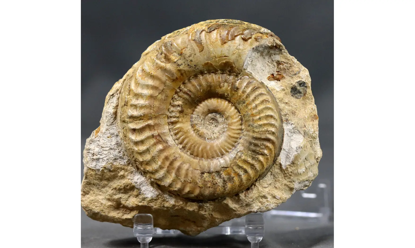Grammoceras thouarsense