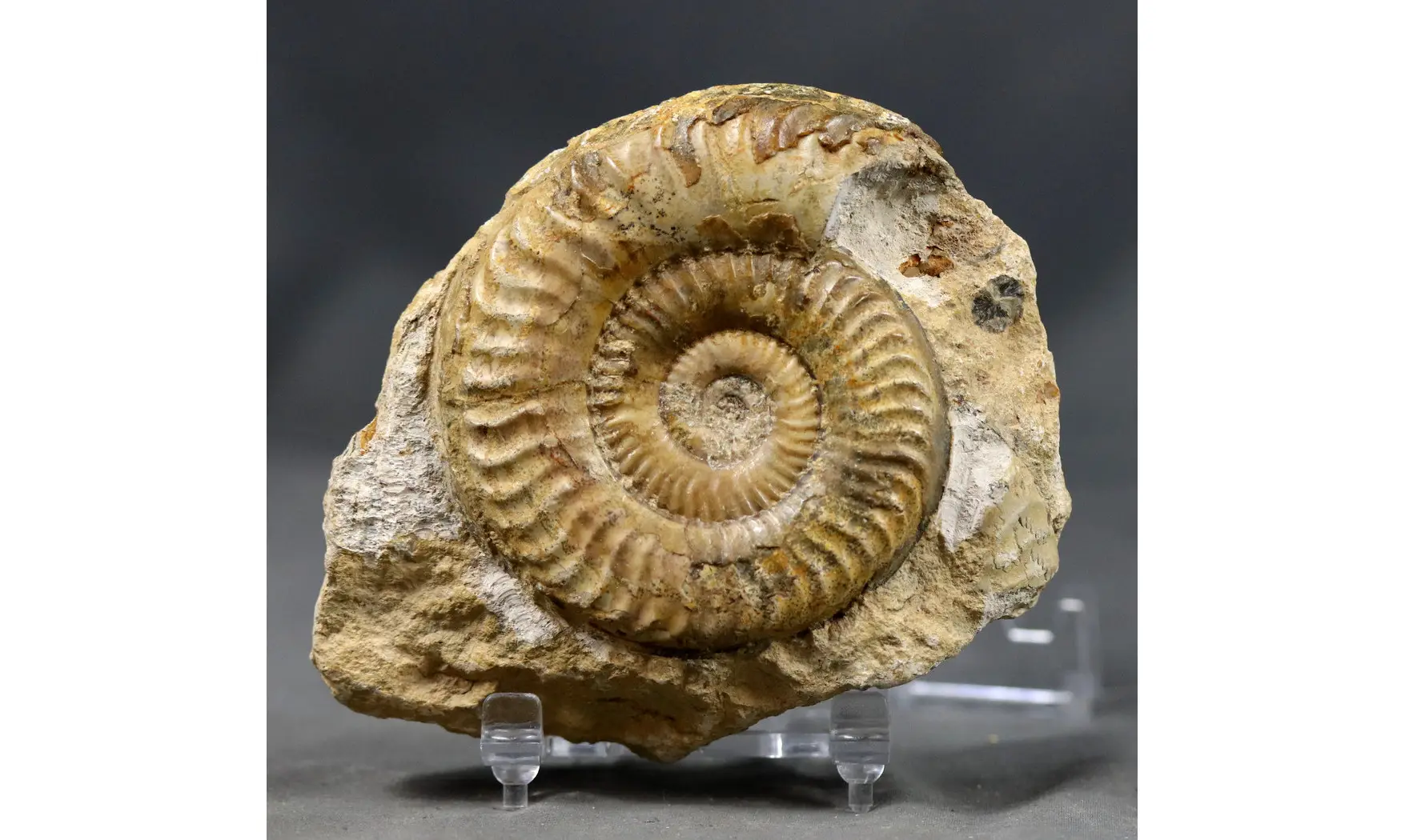 Grammoceras thouarsense