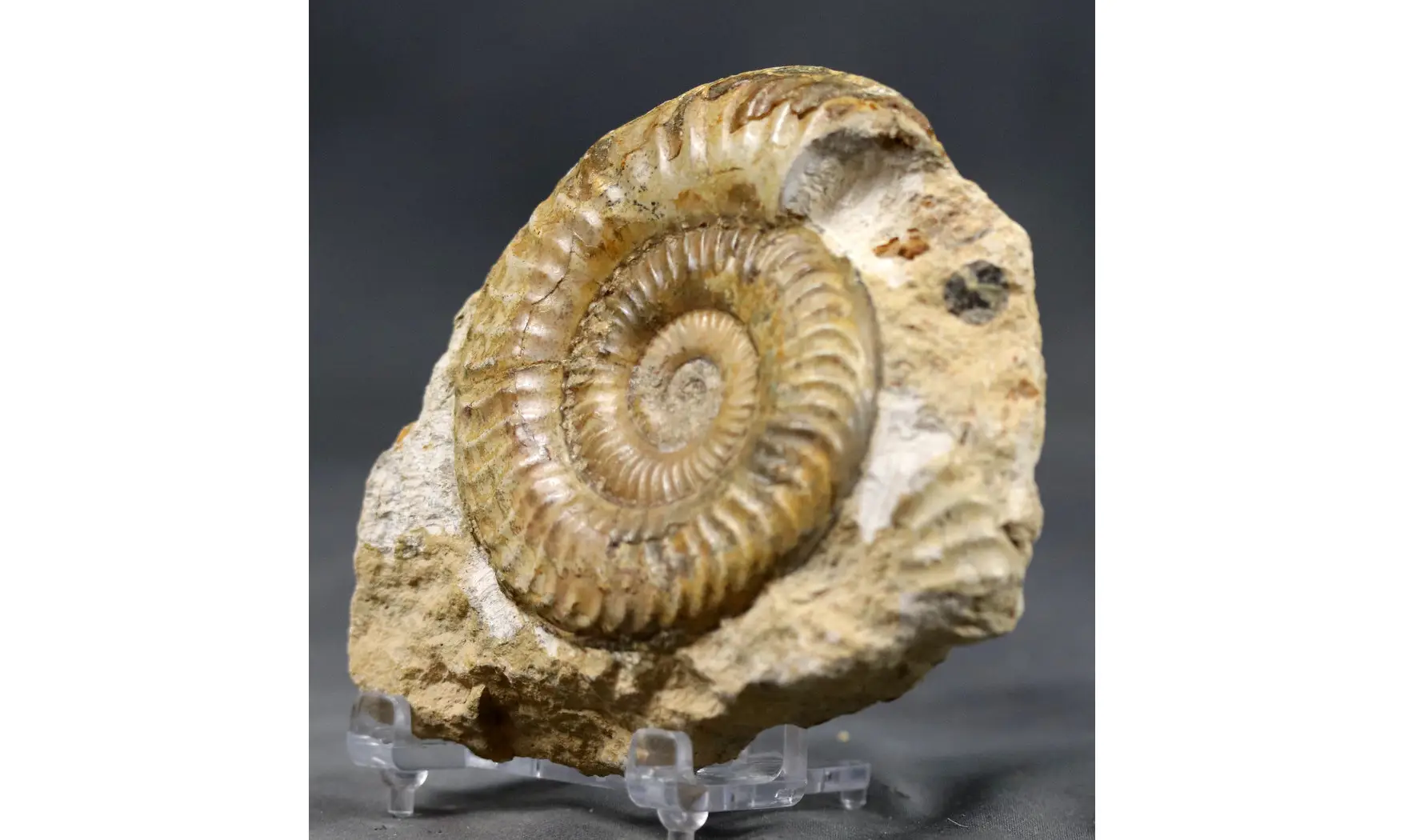 Grammoceras thouarsense