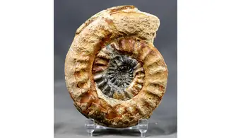 Hildoceras caterinii