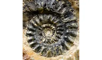 Hildoceras caterinii
