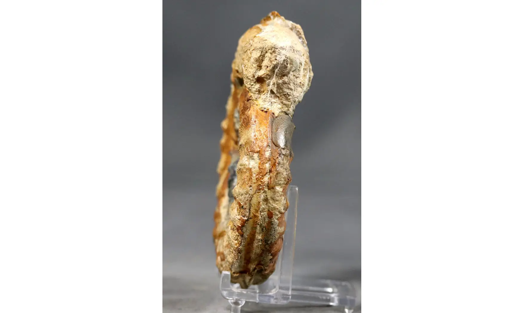Hildoceras caterinii