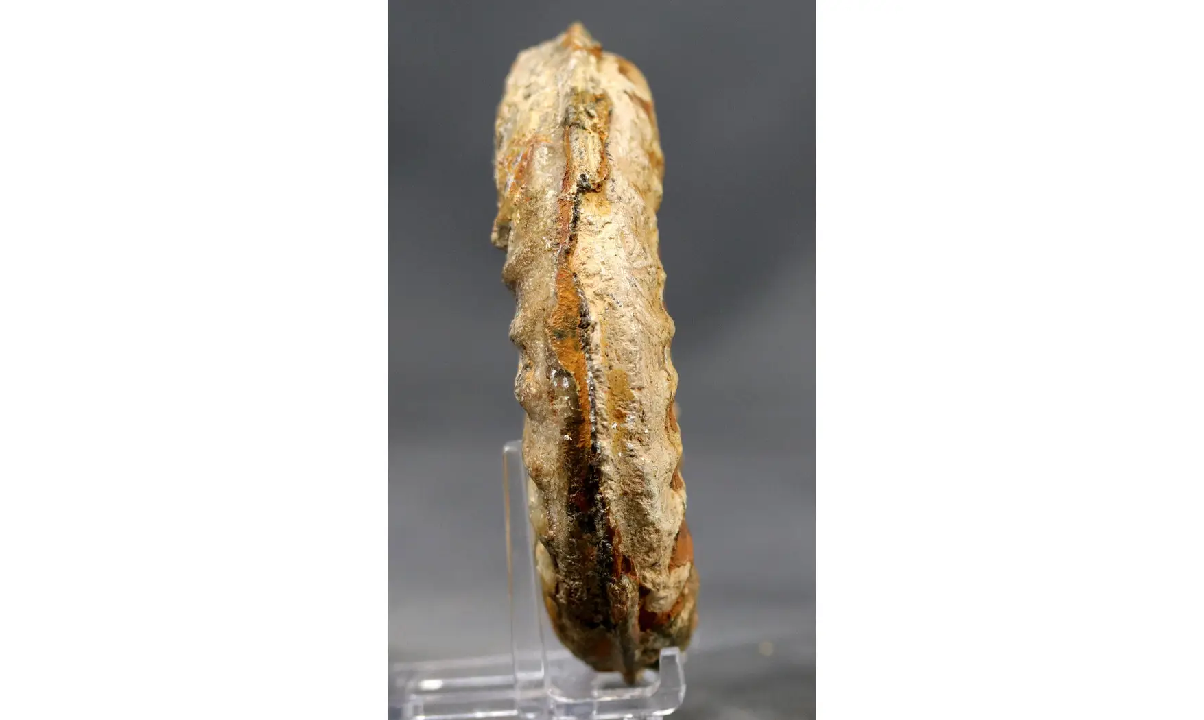Hildoceras caterinii