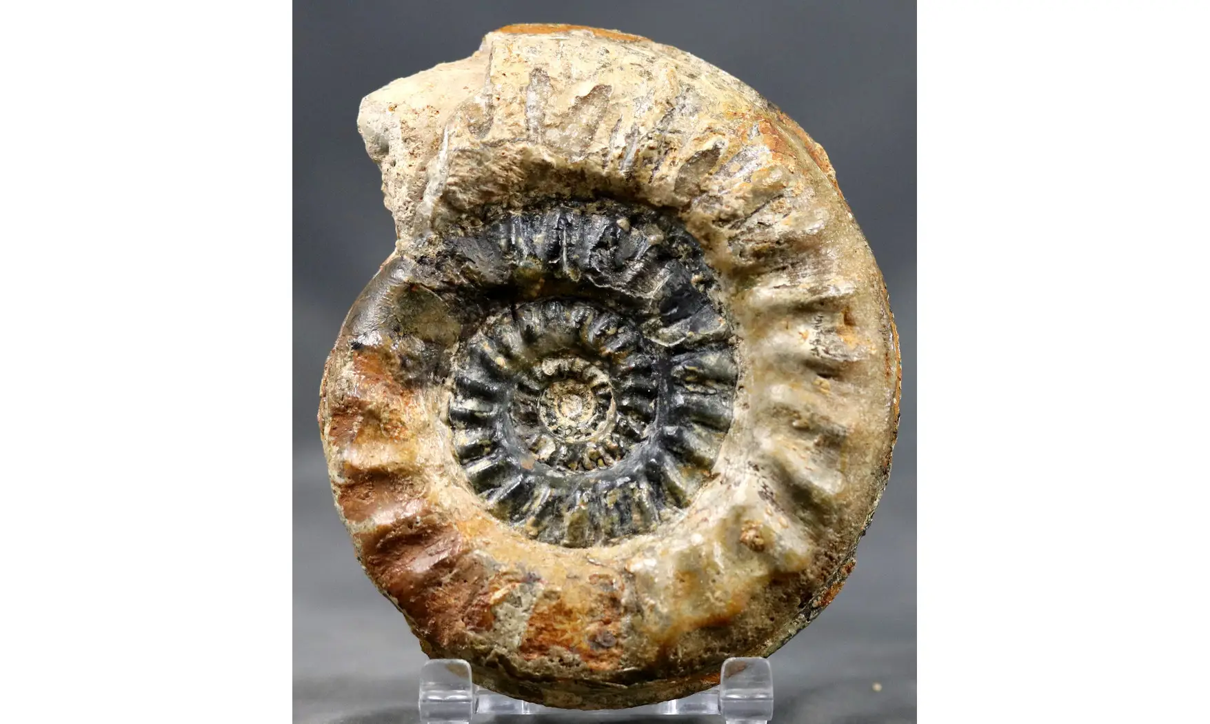 Hildoceras caterinii