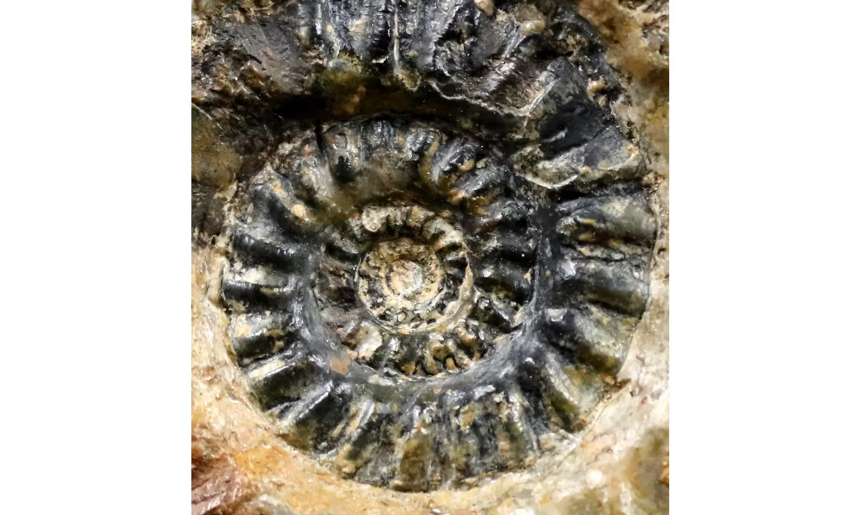 Hildoceras caterinii