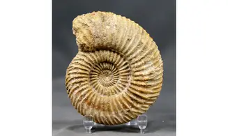 Parkinsonia parkinsoni (Sowerby 1821)