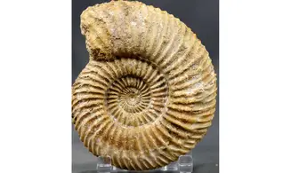 Parkinsonia parkinsoni (Sowerby 1821)