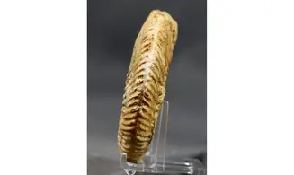 Parkinsonia parkinsoni (Sowerby 1821)