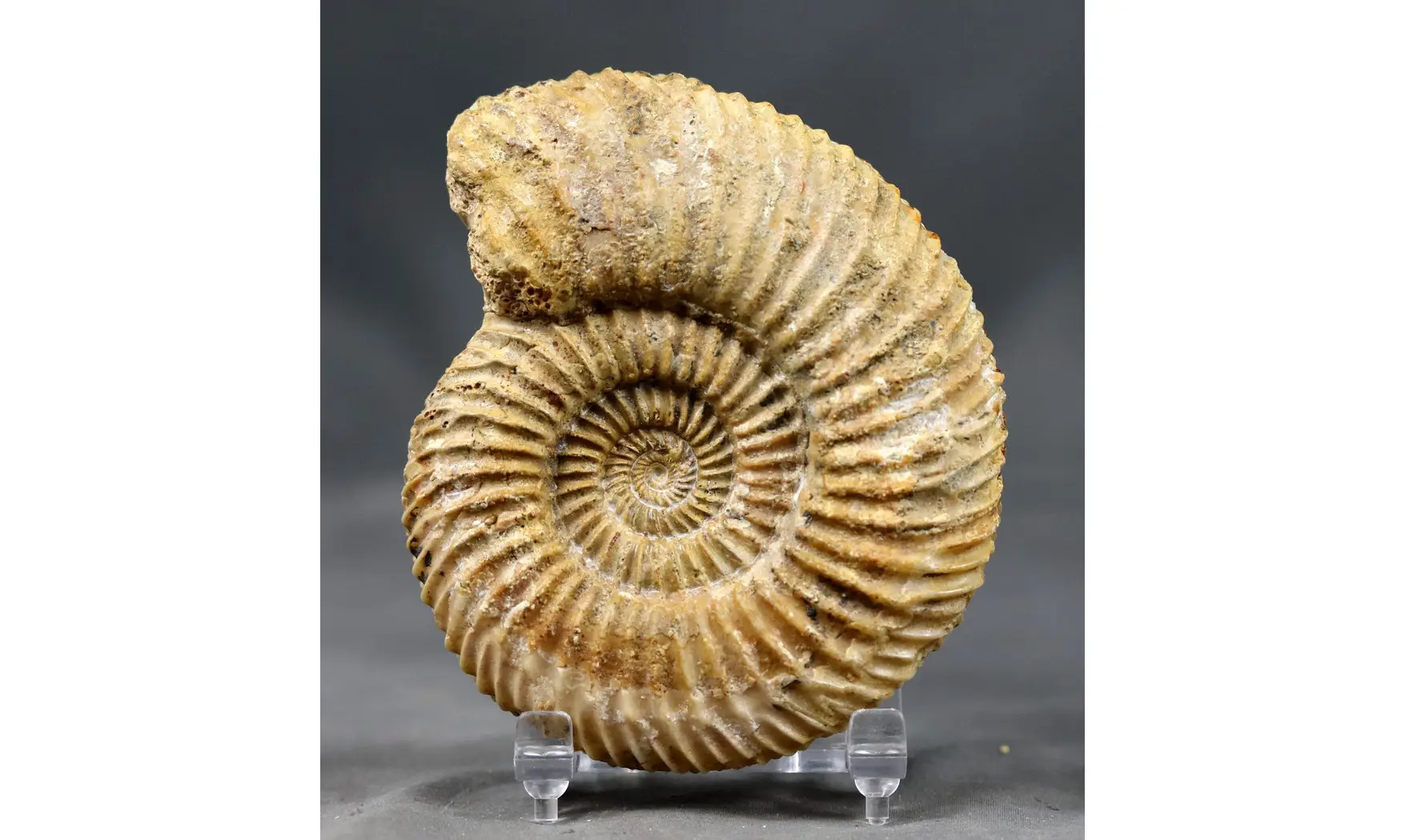 Parkinsonia parkinsoni (Sowerby 1821)