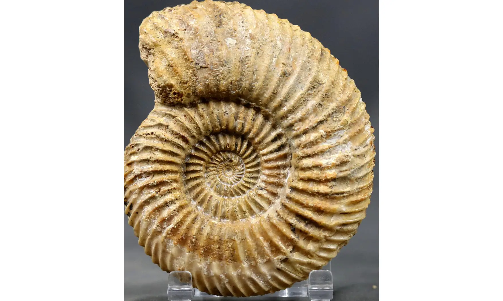 Parkinsonia parkinsoni (Sowerby 1821)