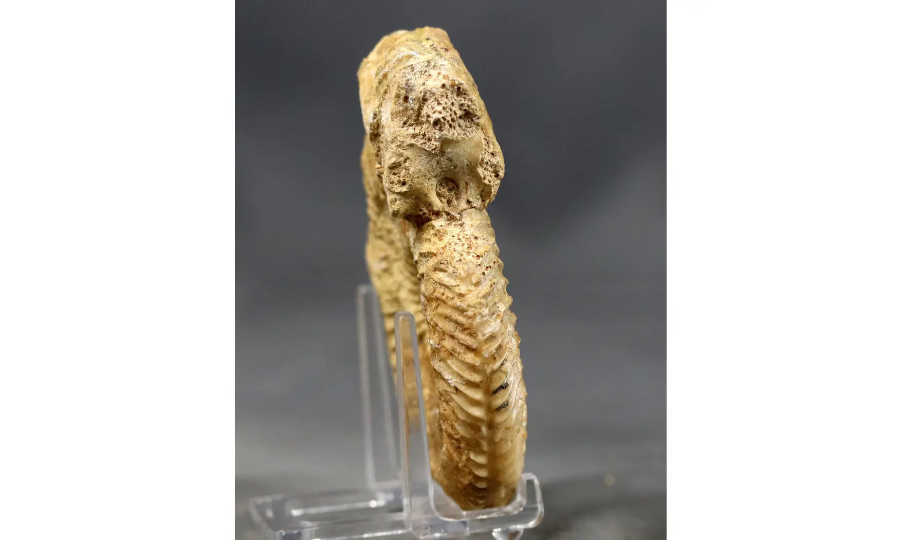 Parkinsonia parkinsoni (Sowerby 1821)