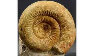 Stephanoceras scalare