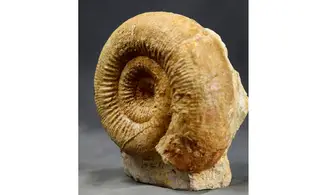 Stephanoceras scalare