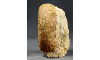 Stephanoceras scalare