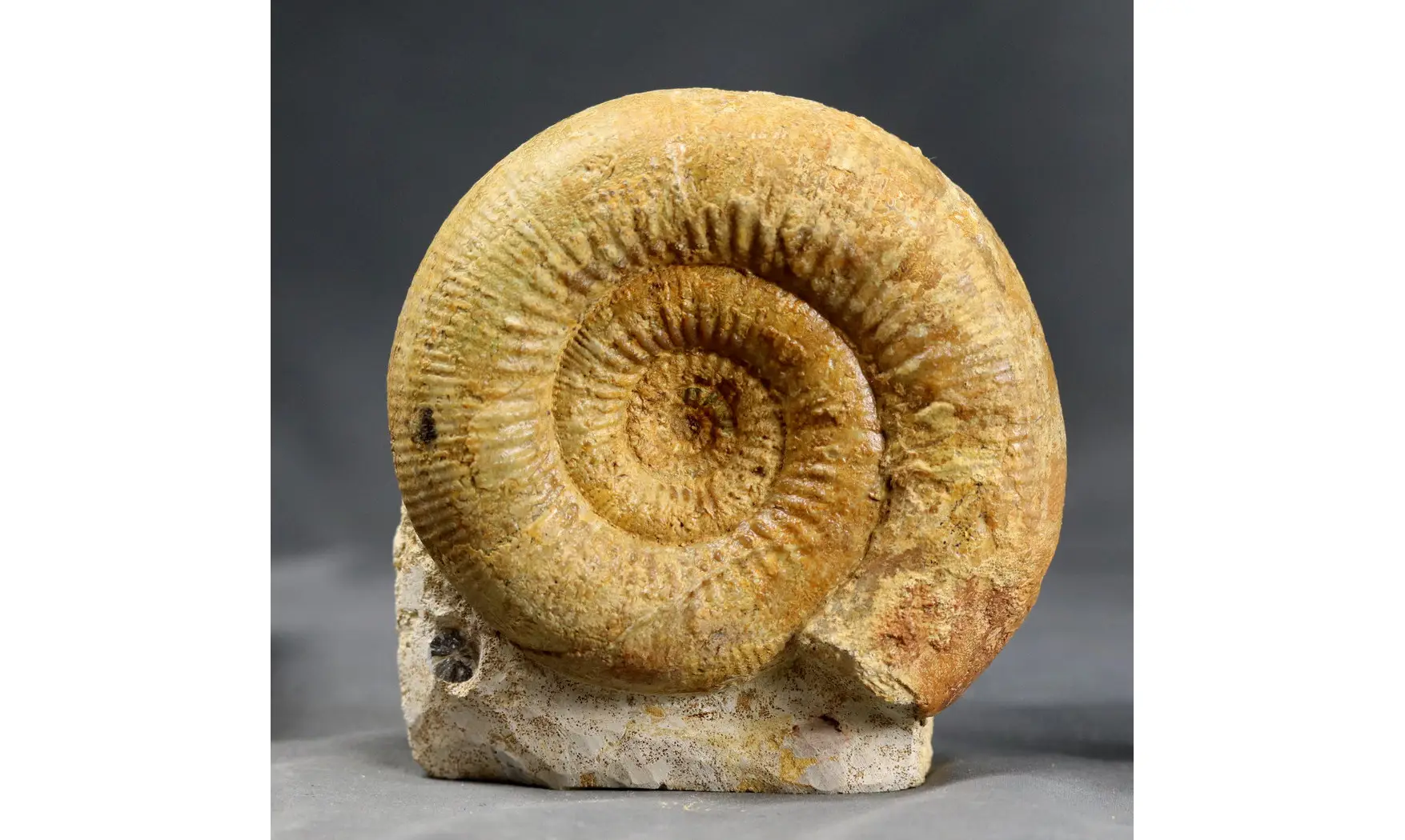 Stephanoceras scalare