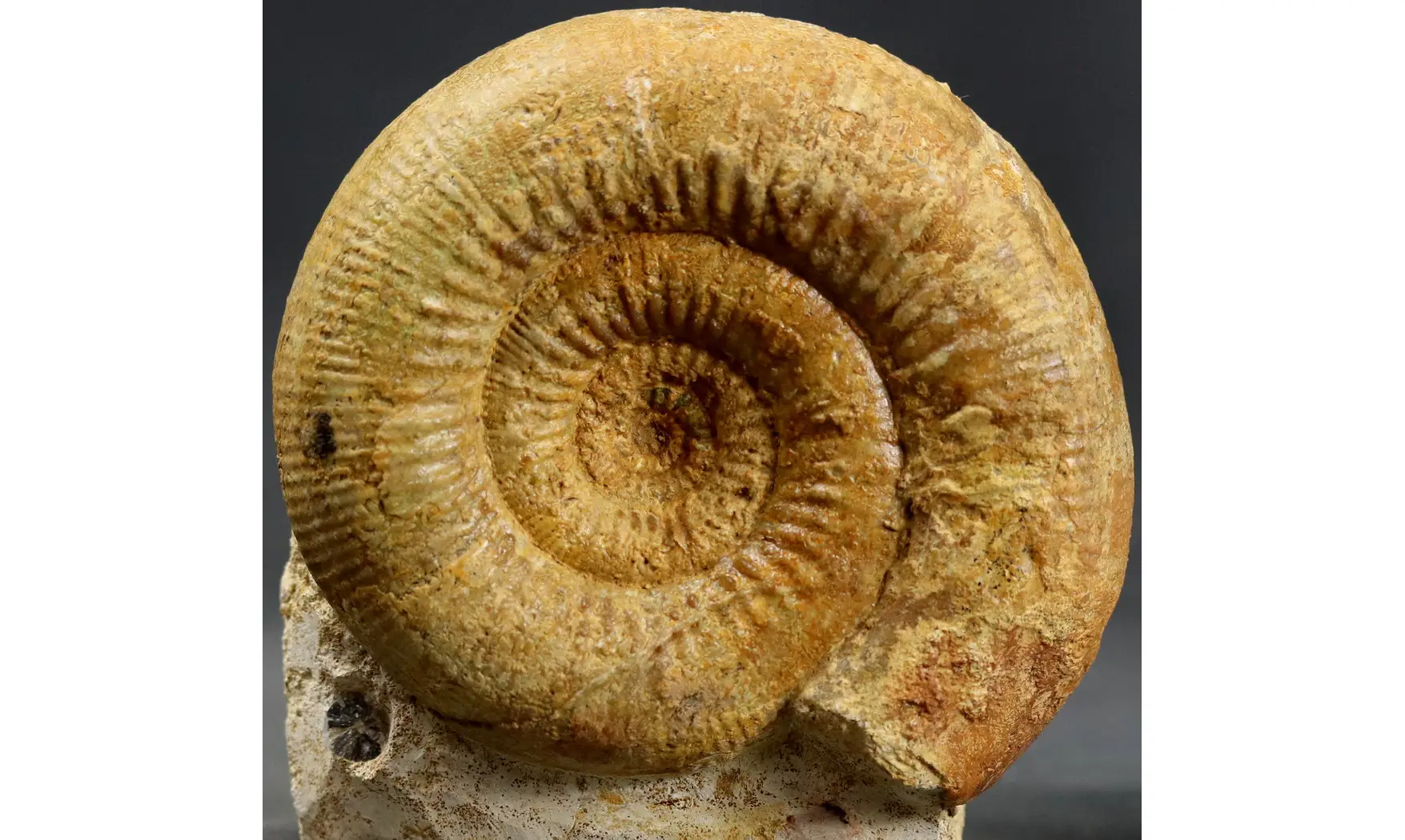 Stephanoceras scalare