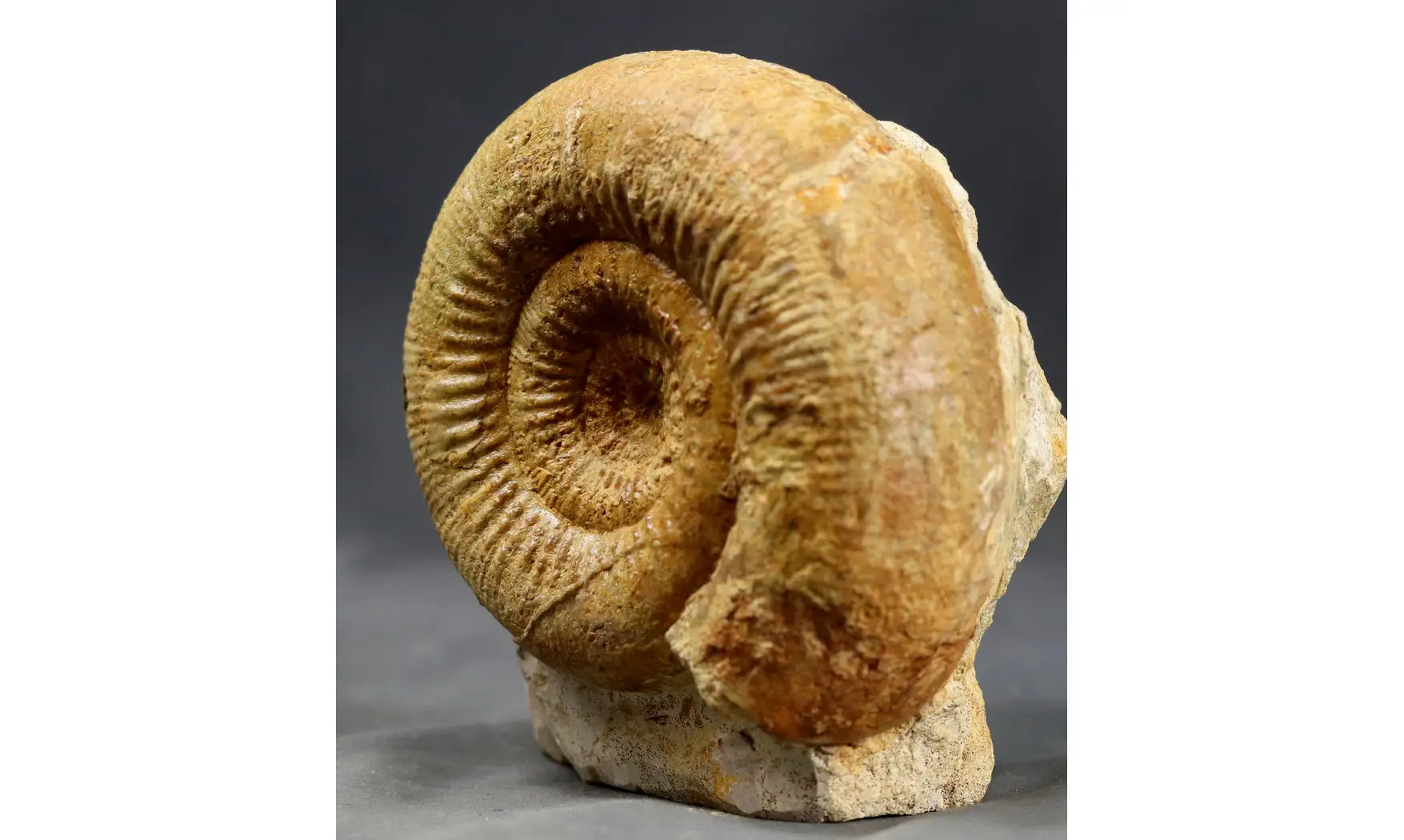 Stephanoceras scalare